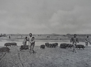 Chinese pigs Art album Manchuria Russo-Japanese War 1906