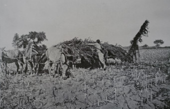 Through sorghum from a field Photo by Martynov Art album Manchuria Russo-Japanese War 1906