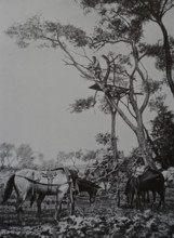 General Ivanov observes the battle at Liaoyang Photo by Gusev