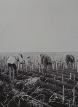 Harvesting sorghum roots for fuel Photo by Martynov