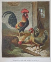 Hen and rooster
