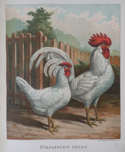 Hen and rooster