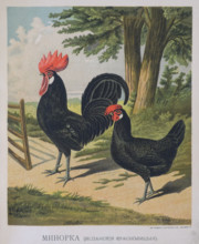 Hen and rooster