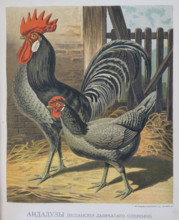Hen and rooster