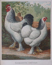 Hen and rooster