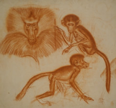 Monkeys