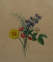 Meadow flowers