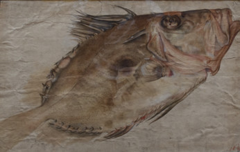 Study of a Fish