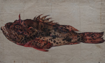 Study of a Fish