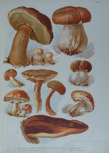 Edible mushrooms