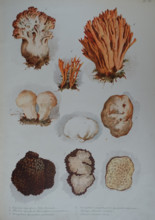 Mushrooms