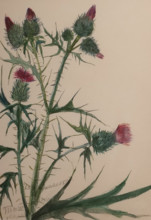 Thistle
