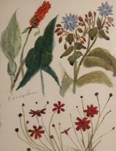 Italian Arum