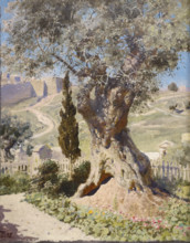 Olive in the Garden of Gethsemane