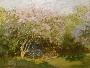 Lilacs in the sun