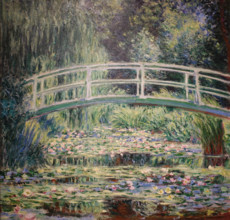 White Waterlilies