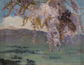 Wisteria is bloom