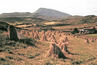 Traditional faming landscape with stooks haystacks.