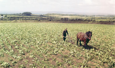 Farmer and horse working in field of vegetables.