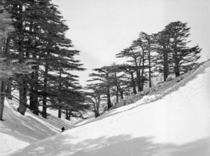 Cedars Ski Resort.