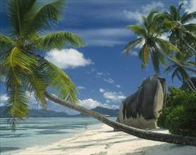 SEYCHELLES, La Digue, Reunion Beach, Large boulders by the waters edge with a coconut palm tree