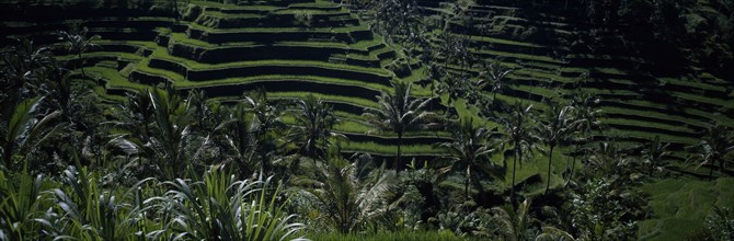 INDONESIA, Bali,  Rice paddy fields in terraces with palm trees
