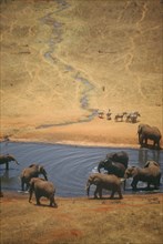 WILDLIFE, Big Game, Elephants, African Elephant herd (loxodonta africana) at watering hole on dry