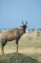 WILDLIFE, Topi, Single Topi (damalascus lunatus) standing on a mound as a lookout for the herd on
