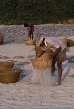 INDIA, Goa, Colva Beach, Men sifting sand from sun dried fish in baskets