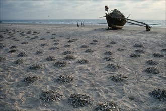 INDIA, Goa, Colva Beach , Piles of fish laid out to dry on the beach near boat on the sand