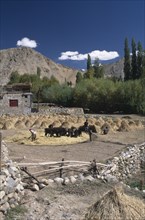 INDIA, Ladakh, Leh, Farmhouse and yard with people tending to cattle and straw with hills beyond