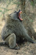 WILDLIFE, Apes, Baboons, Baboon with mouth wide open baring teeth