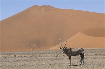 WILDLIFE, Oryx, Oryx standing in desert below sand dune in Namibia