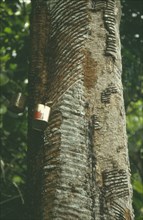 BRAZIL, Amazonas, Amazon, Rubber tree tapping devices