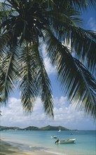 WEST INDIES, St Martin, Grande Case Beach, Coconut palm tree hanging over beach with small motor