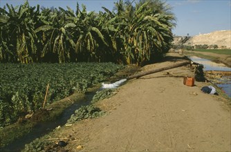 EGYPT, Nile Valley, Farming, Irrigation pump working by field of beans and banana plantation