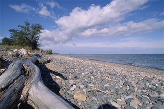 CANADA, Ontario, Lake Superior Provincial Park, Iroquois Point. View over weathered wooden log and