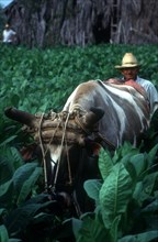 CUBA, Pinar Del Rio, Farming, Tobacco worker walking through crops with ox