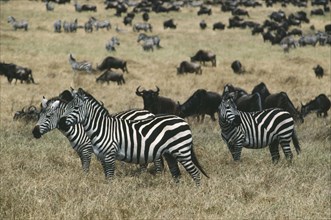 WILDLIFE, Big Game, Zebra, Group of Burchell’s Zebra (equus burchelli) among wildebeast on savannah
