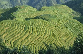 CHINA, Guangxi, Longsheng, Rice terraces on hilltops