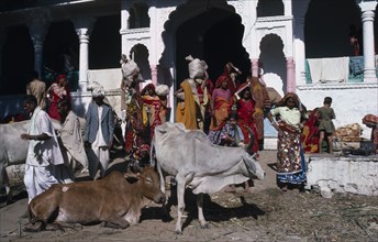 INDIA, Rajasthan, Religion, "Street scene with wandering cows in foreground, crowd behind carrying