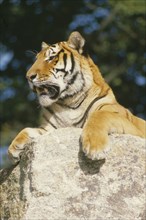 WILDLIFE, Big Game , Cats, Siberian Tiger (panthera tigris altaica) lying on rock