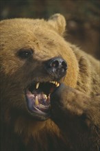 WILDLIFE, Bears, Brown Bear (ursus arctos) play fighting with another bear