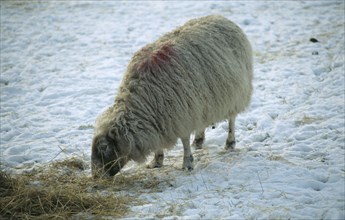 AGRICULTURE, Animal, Sheep, Sheep eating hay in snow.