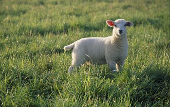 AGRICULTURE, Farming, Sheep, Lamb standing in green field