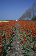 HOLLAND, Agriculture, Flowers, Field of broad strips of red and yellow tulips.