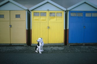 ENGLAND, East Sussex, Hove, Black and white dog sitting in front of beach huts on the seafront