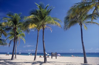 USA, Florida , Fort Lauderdale, Quiet sandy beach lined with palm trees.