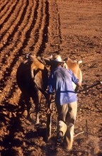 CUBA, Pinar Del Rio, Farming, Man ploughing field with oxon