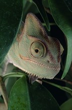NATURAL HISTORY, Reptile, Chameleon, "Yemen Chameleon, view of head and green leaves against black